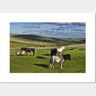 Dartmoor Wild Ponies Posters and Art